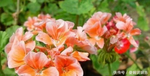  美极了|4种超好养的花，漂亮不输牡丹，年年开花，美极了