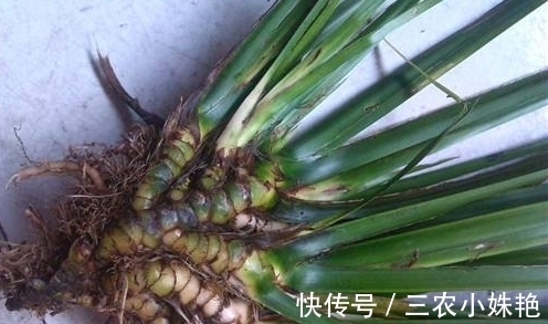 野草|农村水边一种野草,村里经常拿去喂猪,现在城里要50块一斤