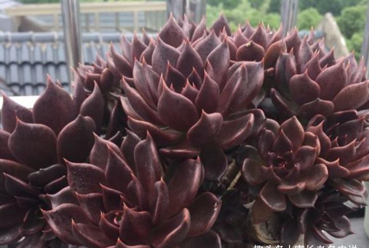多肉黑王子和罗密欧，都是考验养功的品种，能养好说明你已是高手