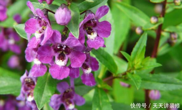 格调|农历5月11号开始,最适合养这些花,花色妖艳妖娆,提升格调品味