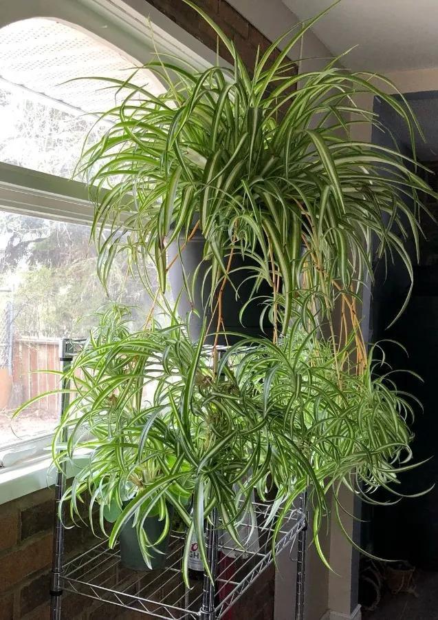 家里养盆虎皮兰，小花盆、挤着养，疯狂开花爆小崽！