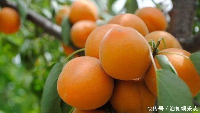 对身体很好的3种食物，每天吃一些，排毒清肠，养颜抗衰老