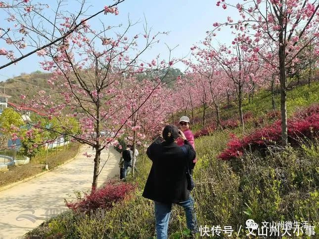 不用去日本!文山这里樱花烂漫!