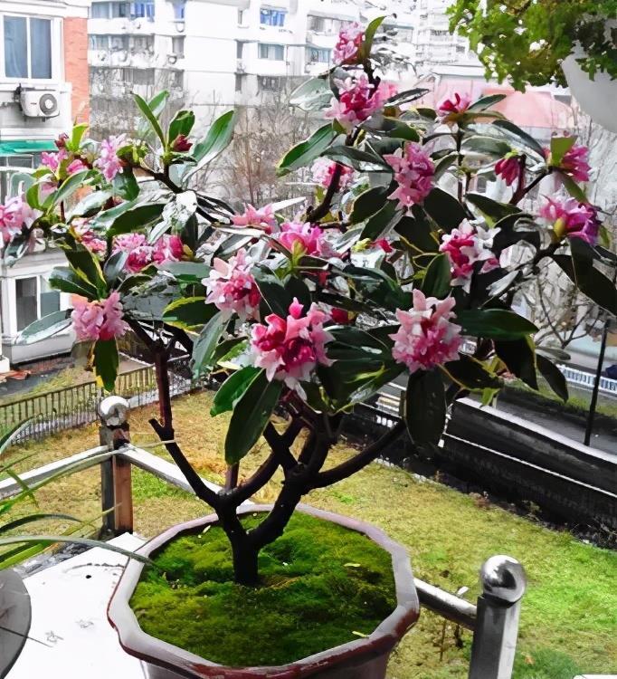 茶花|7月以后,3种花别再修剪了,不然延长开花时间亦或没花赏