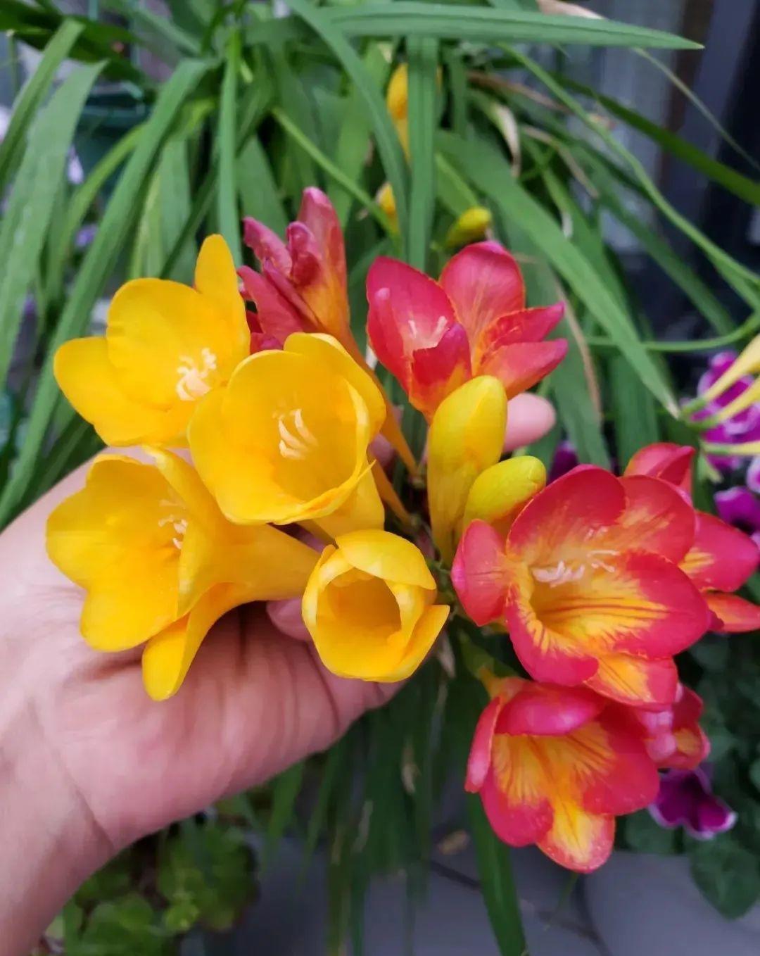 秋天|秋天必养的11种花,冬天特别耐寒,南北方都能养