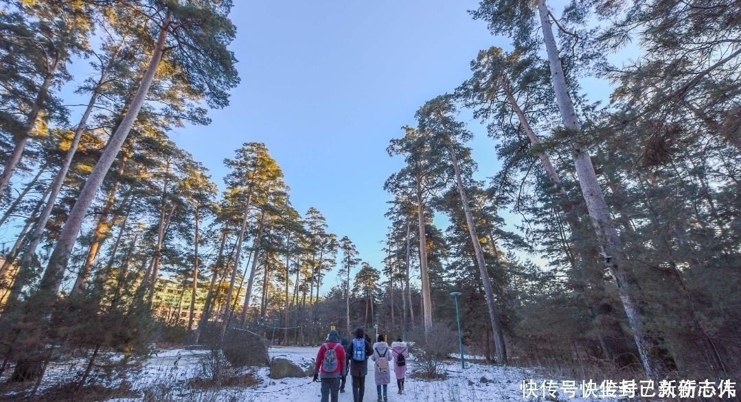 冬天|长白山才有的松树，被叫成美人松，移植到别的地方活不了