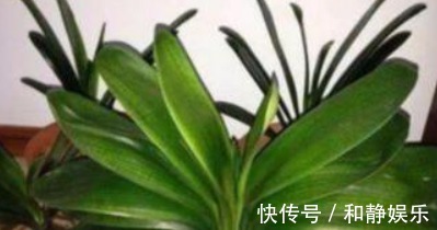 油烟机|君子兰难开花在盆里埋点“它”,叶子油绿花也多