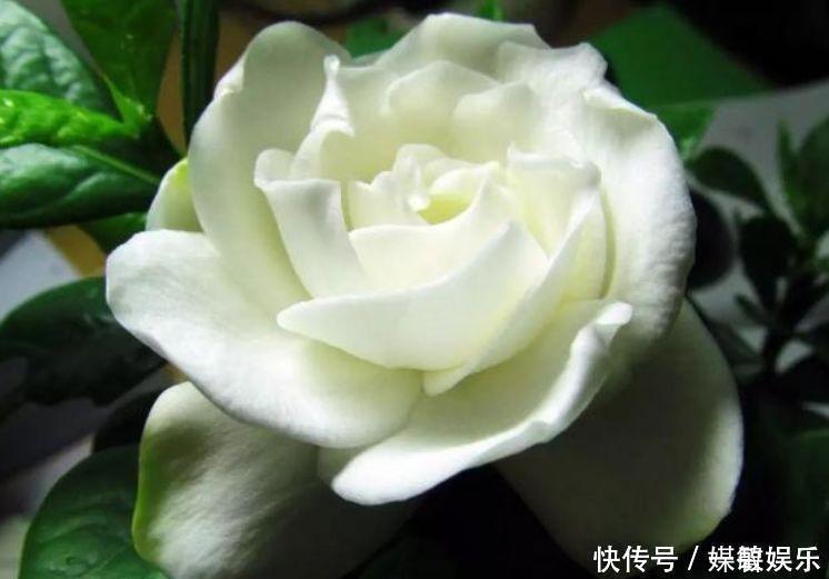 颜值超高|4种花颜值超高的，开花吉祥又喜庆，美不胜收