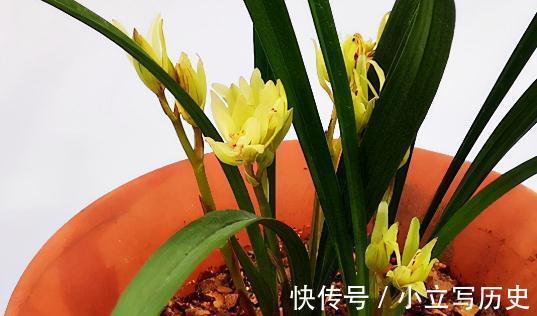 盘点香味最浓的3种兰花,哪一种兰花最香