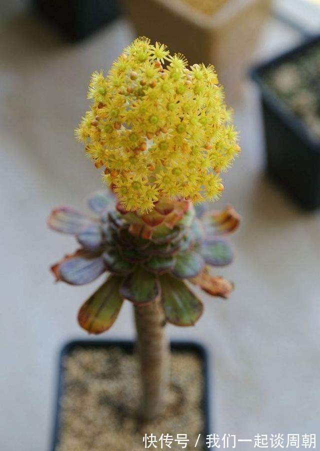 观音莲|用生命开花的3种多肉植物，开完就死，你家有的话要小心