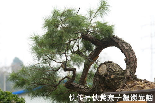松柏|松柏盆景是盆景界的长寿树，教你日常养护的要求和技巧，长势旺盛