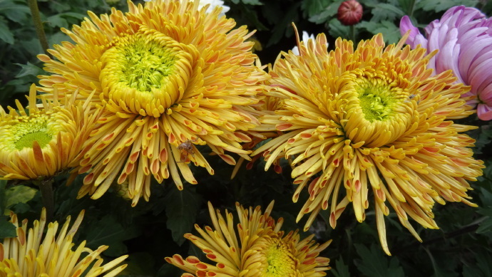 喜欢菊花，不如养盆“珍品名菊”蜡菊，花型大气，素雅耐看！