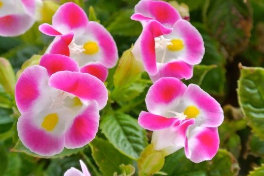 这些花花型独特,植株生长旺盛,室内盆栽欣赏价值高