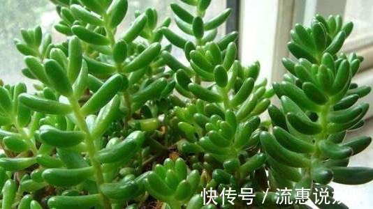 姬胧月|家里养上如下多肉植物准没错!既好看又好养,“养花杀手”的福音