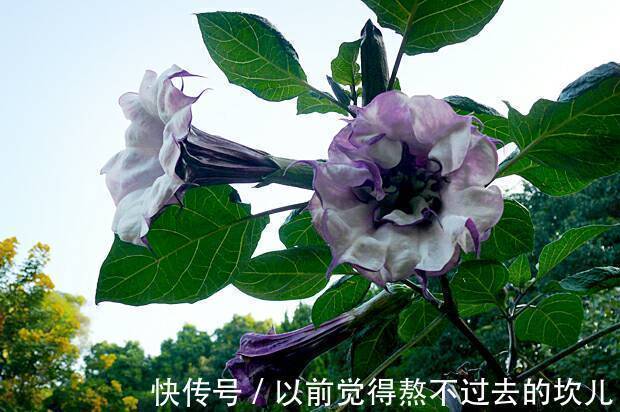 世界上又美又毒的花居然是它，别说不知道，你肯定见过。