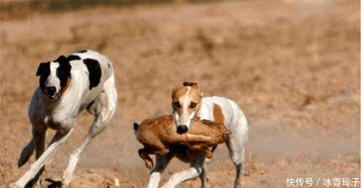 玩鸟|俗语 “钓鱼穷三年, 玩鸟毁一生”下句才是精华, 千人只有一人知!