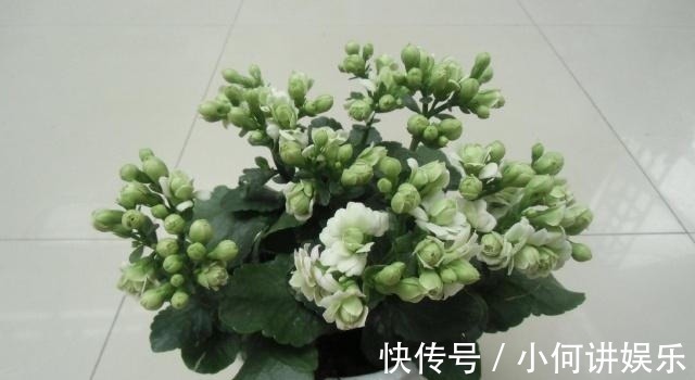 枝条|养长寿花,喝点这种“促花水”,肥效足促开花,轻轻松松养爆盆