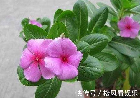 适应能力|长春花这样修剪,花越来越多,开成花球太惊艳,邻居红了眼