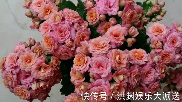 长寿花|长寿花用上3个小技巧,提前1个月开爆盆,花开不断聚成球!