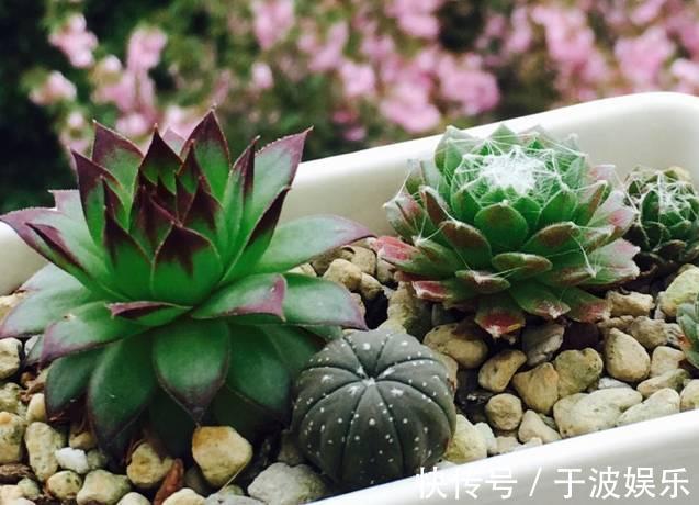 养花新手掌握7个”养护技巧“,刚买的多肉很快就能蹭蹭地长