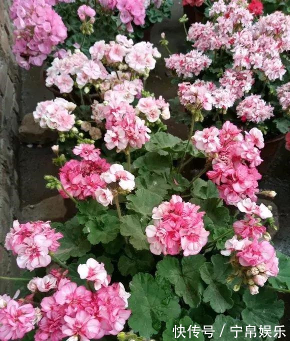 德利|1种花“人人爱”,耐旱好养,新手也能花开成球,一开300天!