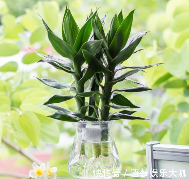 竹报平安|水培富贵竹养着养着就黄叶、不长个?注意4细节,株苗没问题!