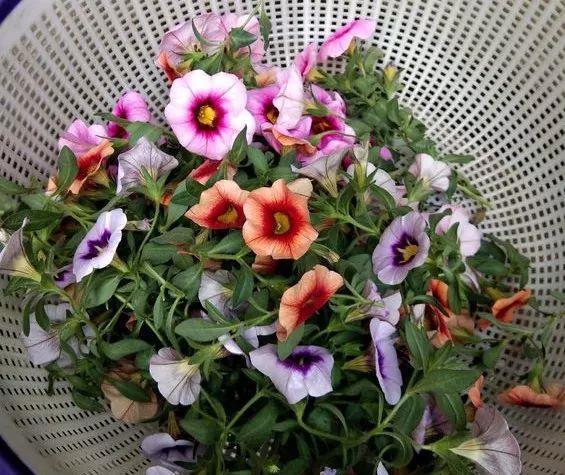 花开败后,手痒剃了个头,剃完就开花,一直剪一直开!