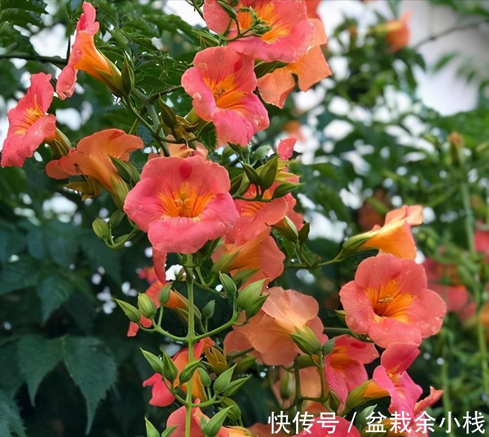 凌霄花|9种漂亮花,热不死晒不怕,开花大半年,没有病虫害,38度成花海