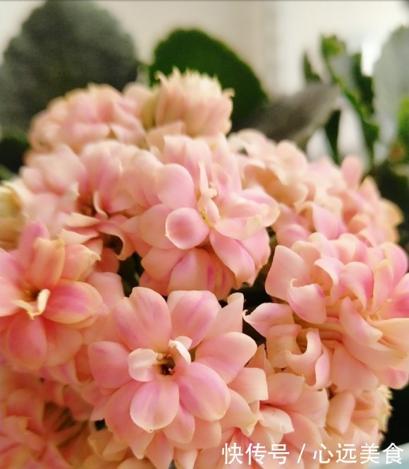 家庭养长寿花,学会“配土”,满足3个“要求”,开花持续不断