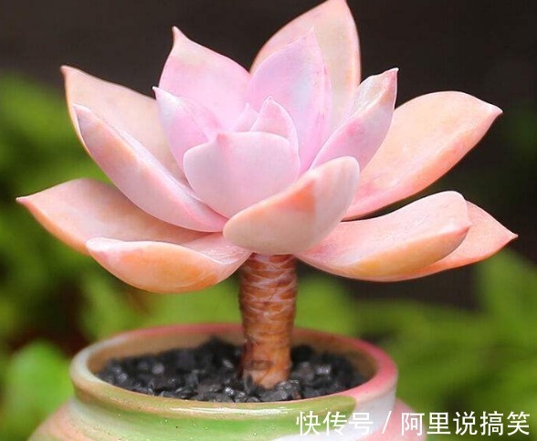 技巧|精挑细选32种多肉植物，1分钟掌握养护技巧，非常实用