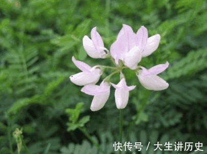 小冠花|农村有些少见的野菜,治荨麻疹,疮疖肿毒,中耳炎