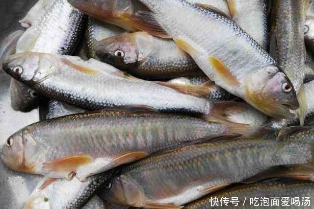 农村|农村大叔钓白条鱼，一小时为何能钓一桶？