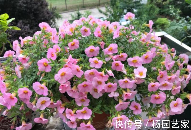 花花长|居家养花,5个错误大家常犯,难怪花花长不好,养一盆死一盆