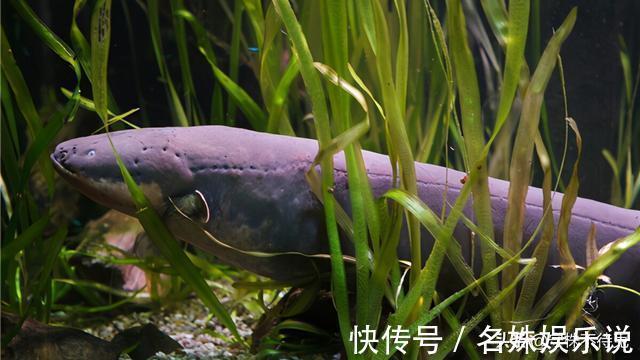 鲜肉|23个冷知识：或许看起来有些信口雌黄，但却真实存在的奇怪事实