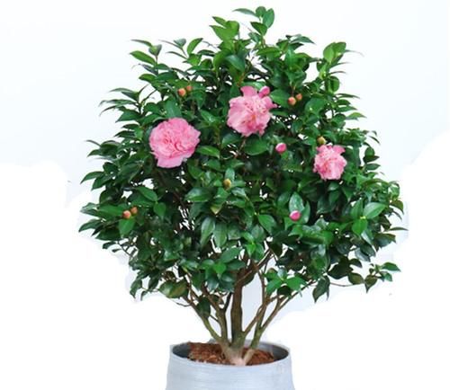  土壤|养杜鹃、茶花和栀子花先打好两个基础，枝叶不黄不掉，花开不断