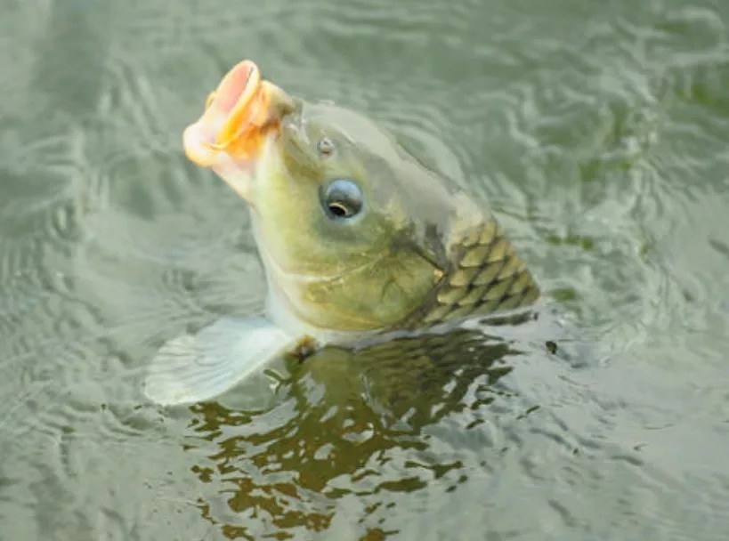 鱼情|钓鱼人的6大错误,改掉它,你离钓鱼高手又近了一步