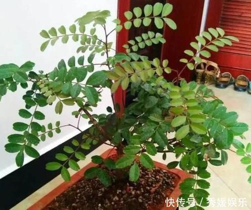 室内常摆放2种绿植,空气越来越好,让家人轻松拥有好睡眠