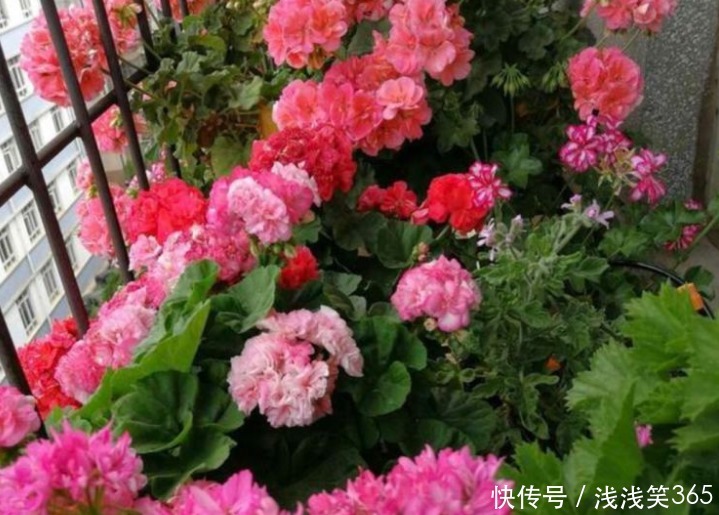 “4种花”春天要“勤”浇水,浇水多开花多,长得旺,你家有吗