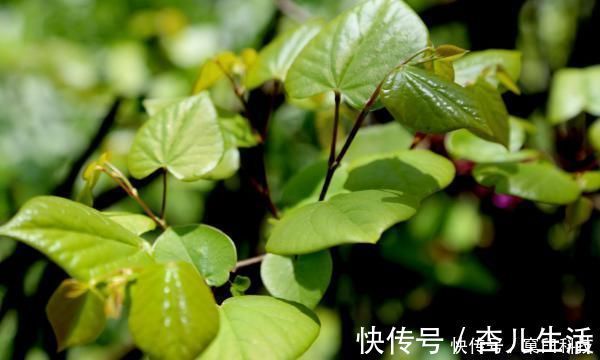 身体|桑叶又称“神仙草”,坚持用桑叶泡水喝,身体会尝到4个“甜头”