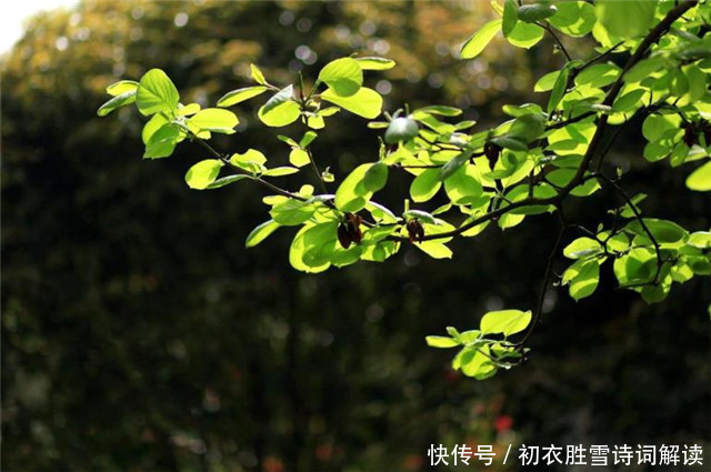 春深诗词六首赏读:何处春深好,城春草木深