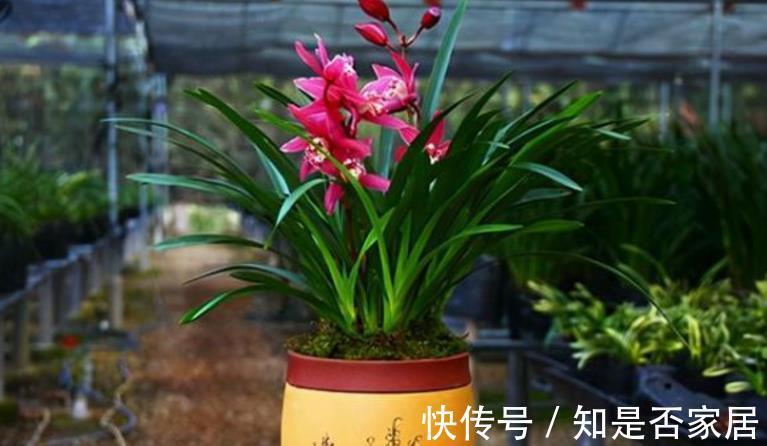 花色|养兰花红贵妃，盆栽显贵气，开花色艳浓香，易活