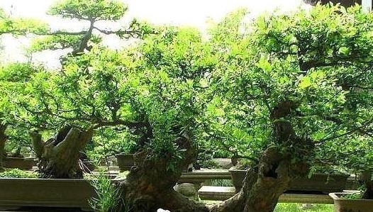 这“3种树”可了不起，比花要美，比5号香水要好闻，养1盆赚大了