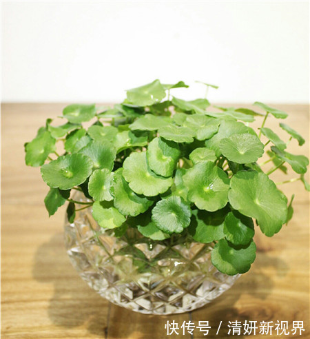 夏天|到了夏天，5种花喜水，越浇越旺，轻松长满盆，第2种开花漂亮