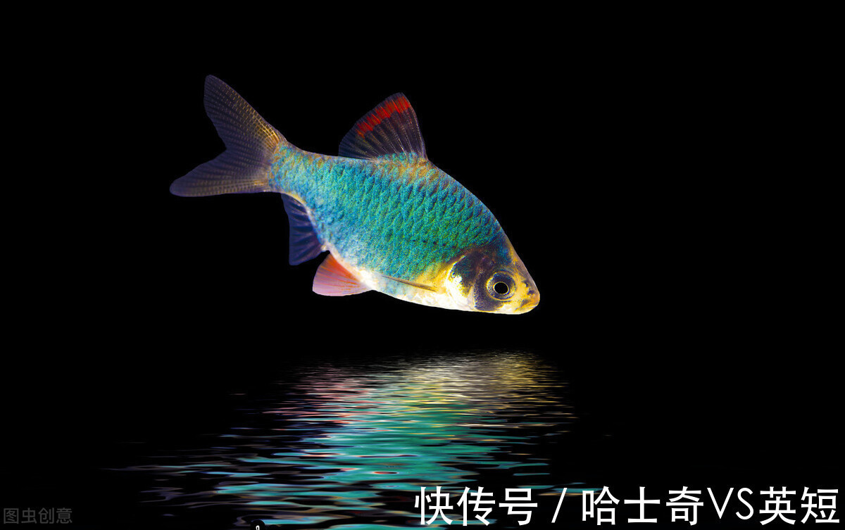 水族|对新人极其友好,十大养不死的观赏鱼