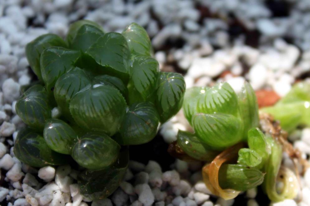 叶子|6月养玉露,这么干就能让叶子水灵灵、肥嘟嘟,长满盆