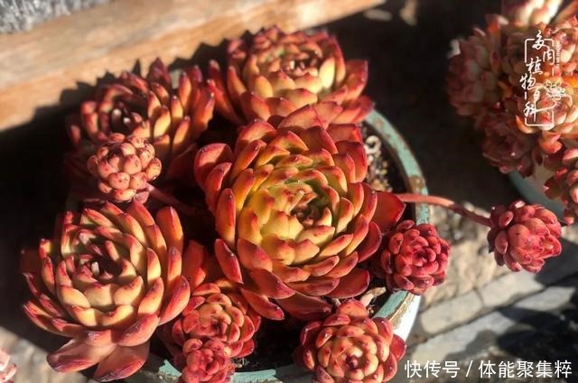 在茜的多肉小院里,花时间种快乐!在茜的多肉小院里,花时间种快乐!