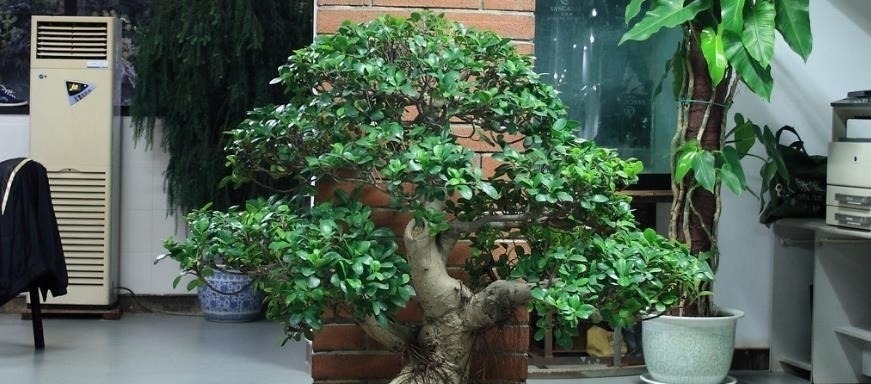 山上这种老“树桩”,遇见请捡回家,养上三、五年,价值翻几翻