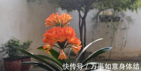 盆栽君子兰，这3方面全做对了，才能“攻克”不开花的难题