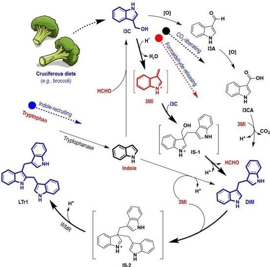 ltr1|谭仁祥团队发现十字花科蔬菜预防癌症的分子机制