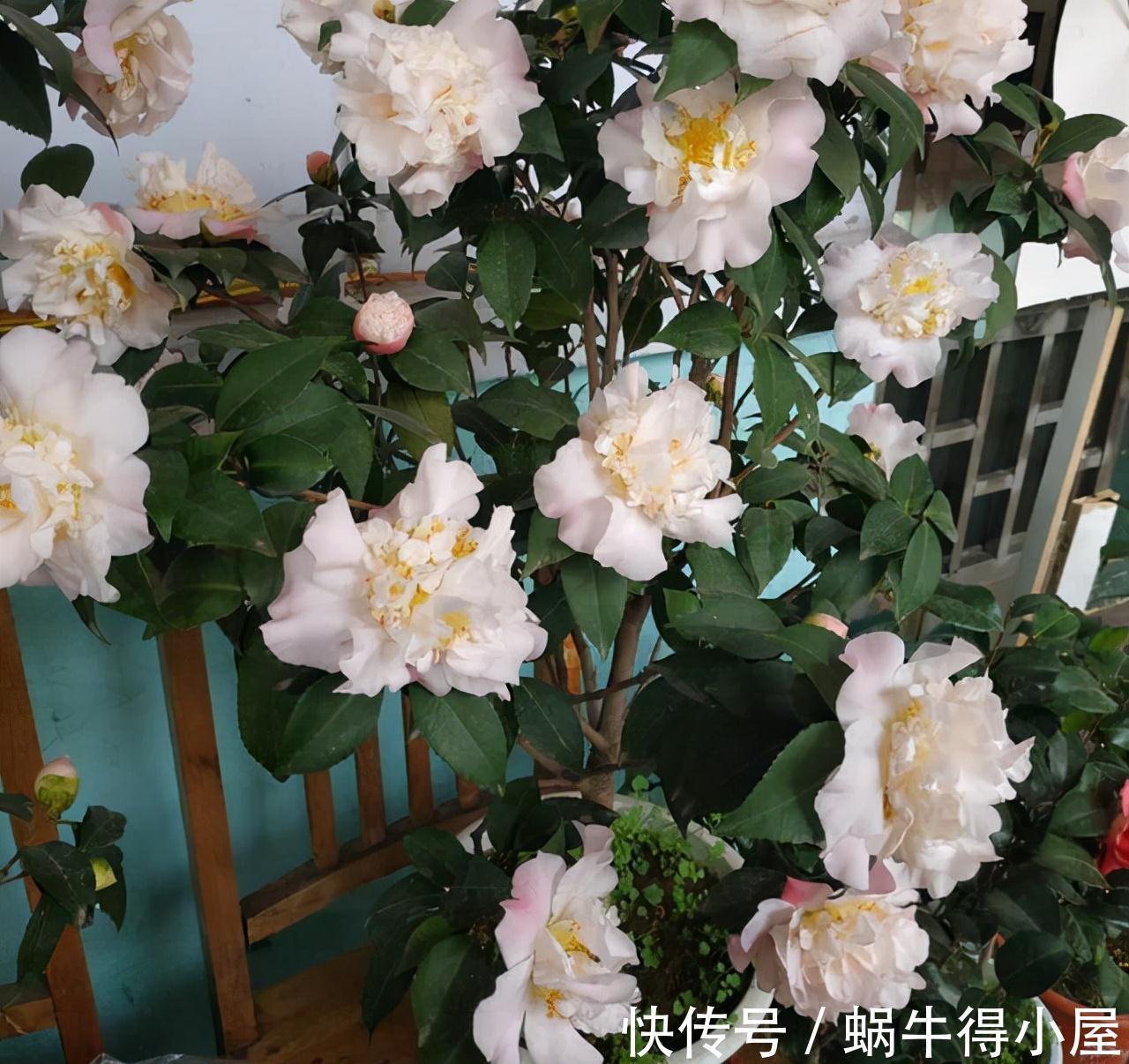 黄叶|茶花秋冬有“4怕”，难怪黄叶又掉“花苞”，避开今年还能开大花